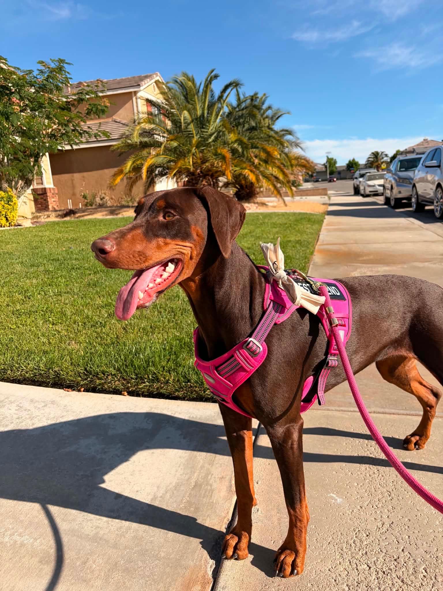 Brandy enjoying a sunny walk in her pink harness