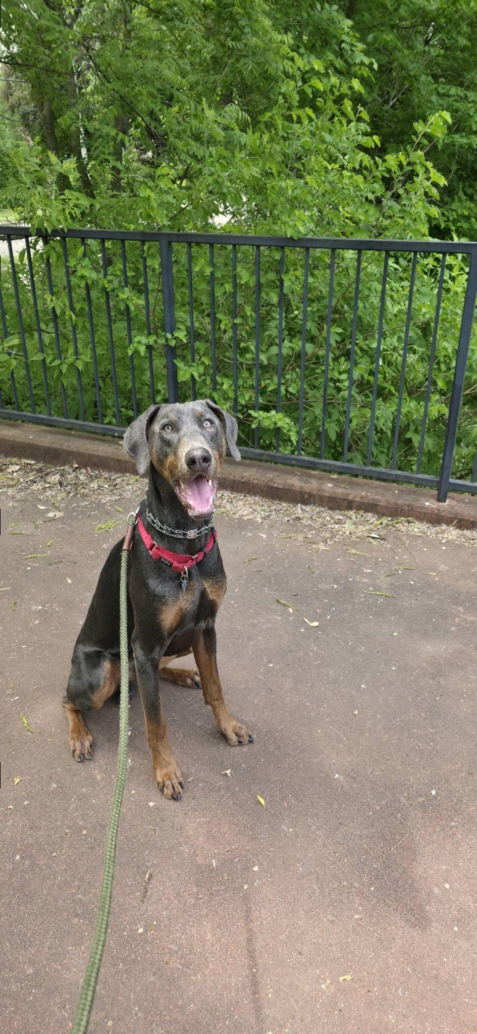 Shadow standing outdoors on his first birthday