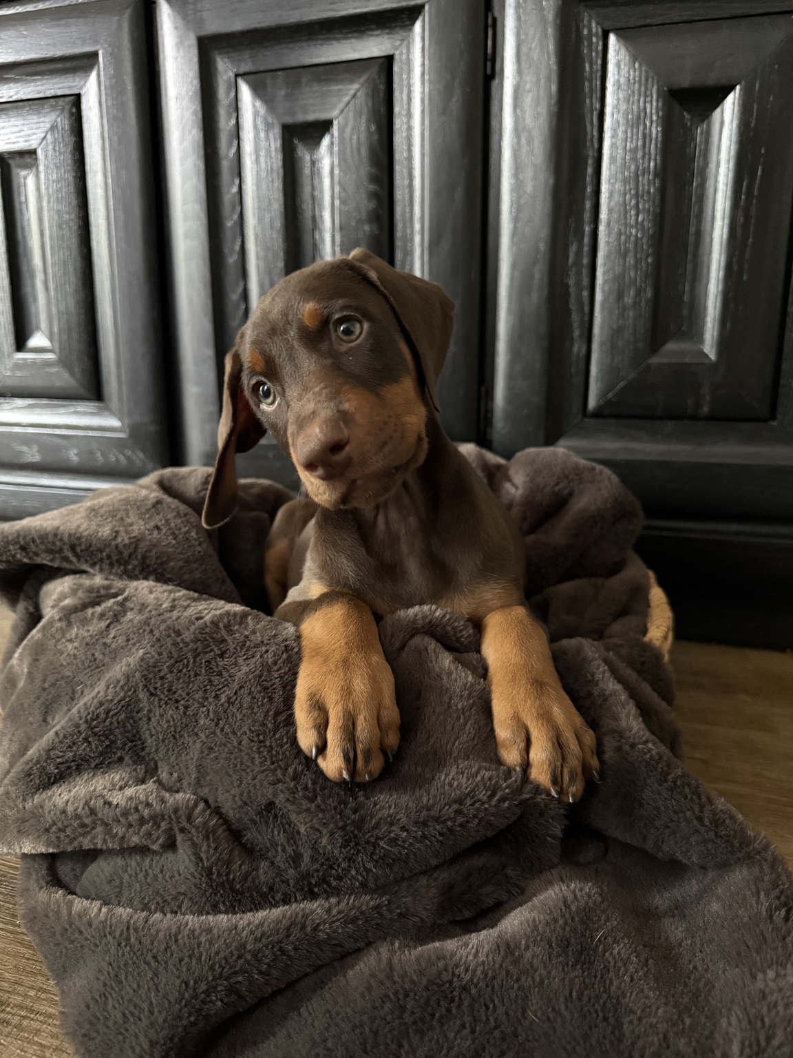 Brandy as a young puppy shortly before go-home day