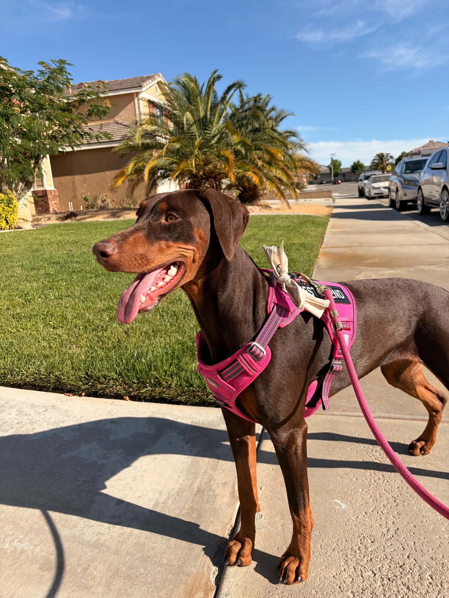 Brandy standing outdoors in her bright pink working harness