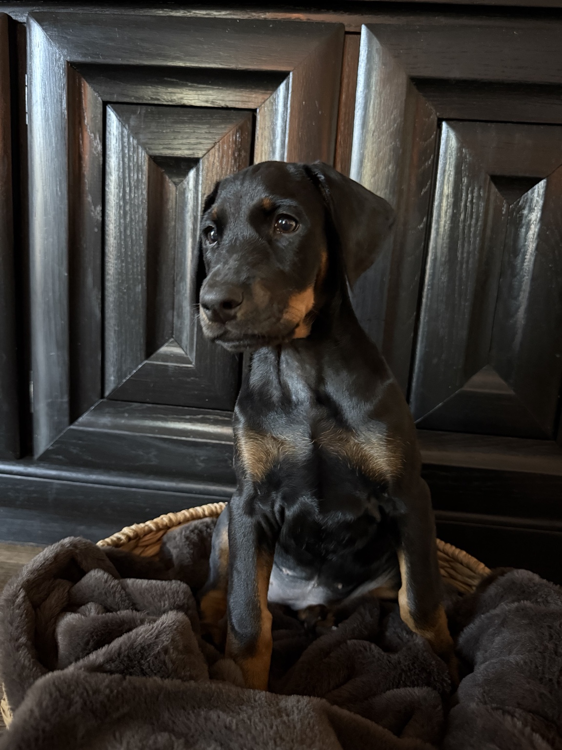 Kaia as a young puppy shortly before go-home day