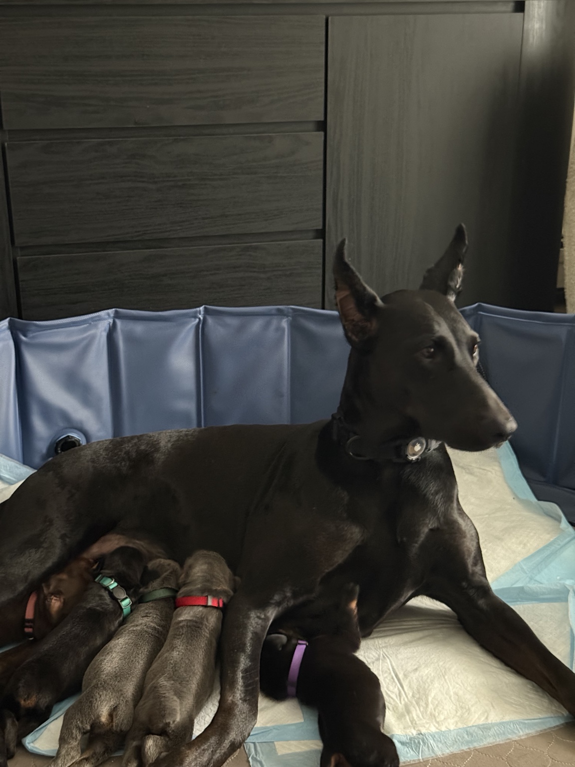 Karma resting with and nursing the Americana puppies