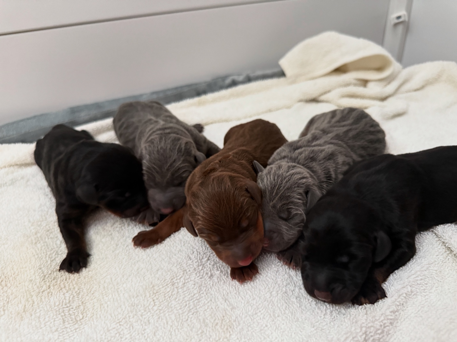 The five Americana puppies together as newborns