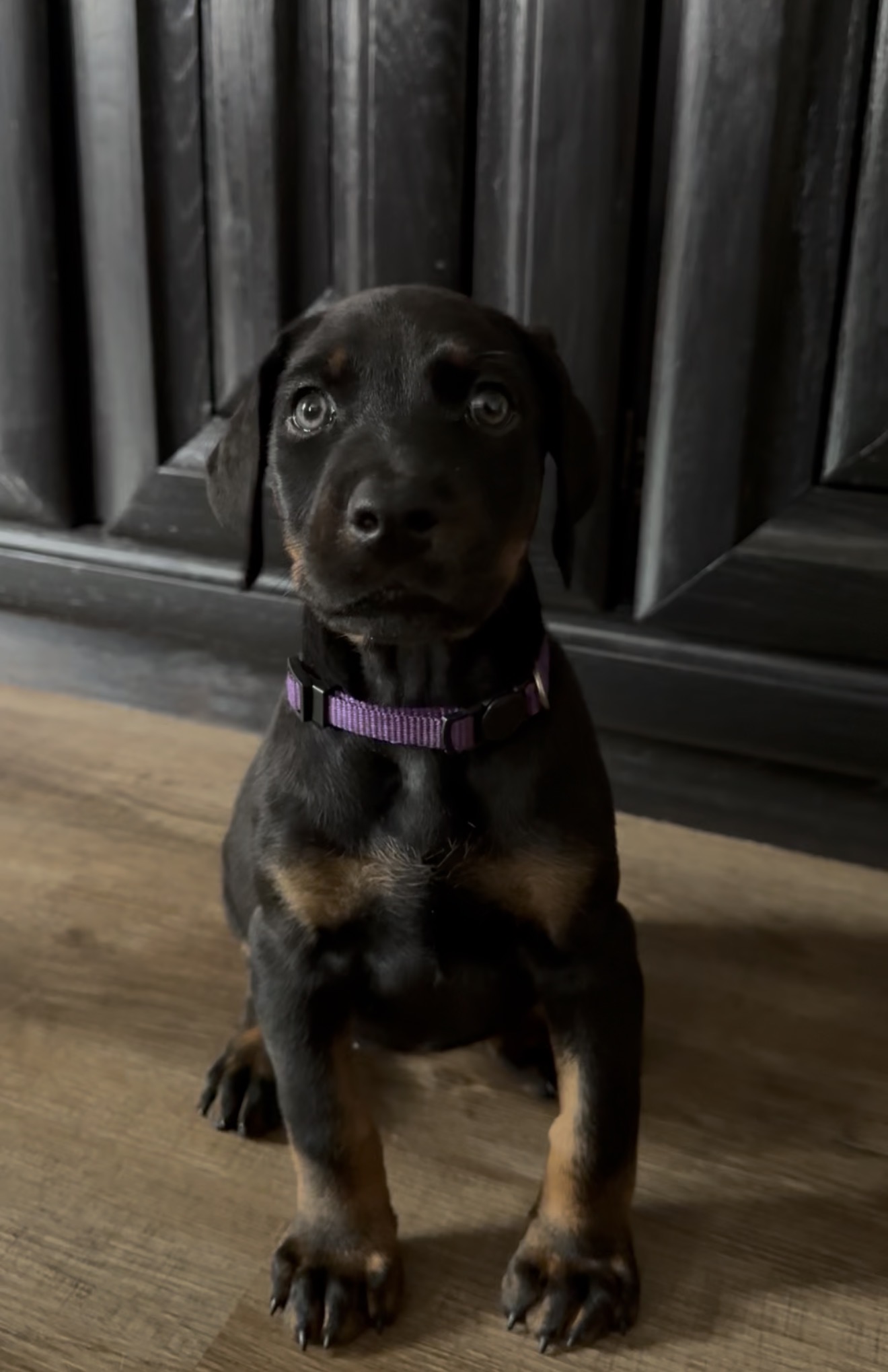 Ruth as a young puppy shortly before go-home day