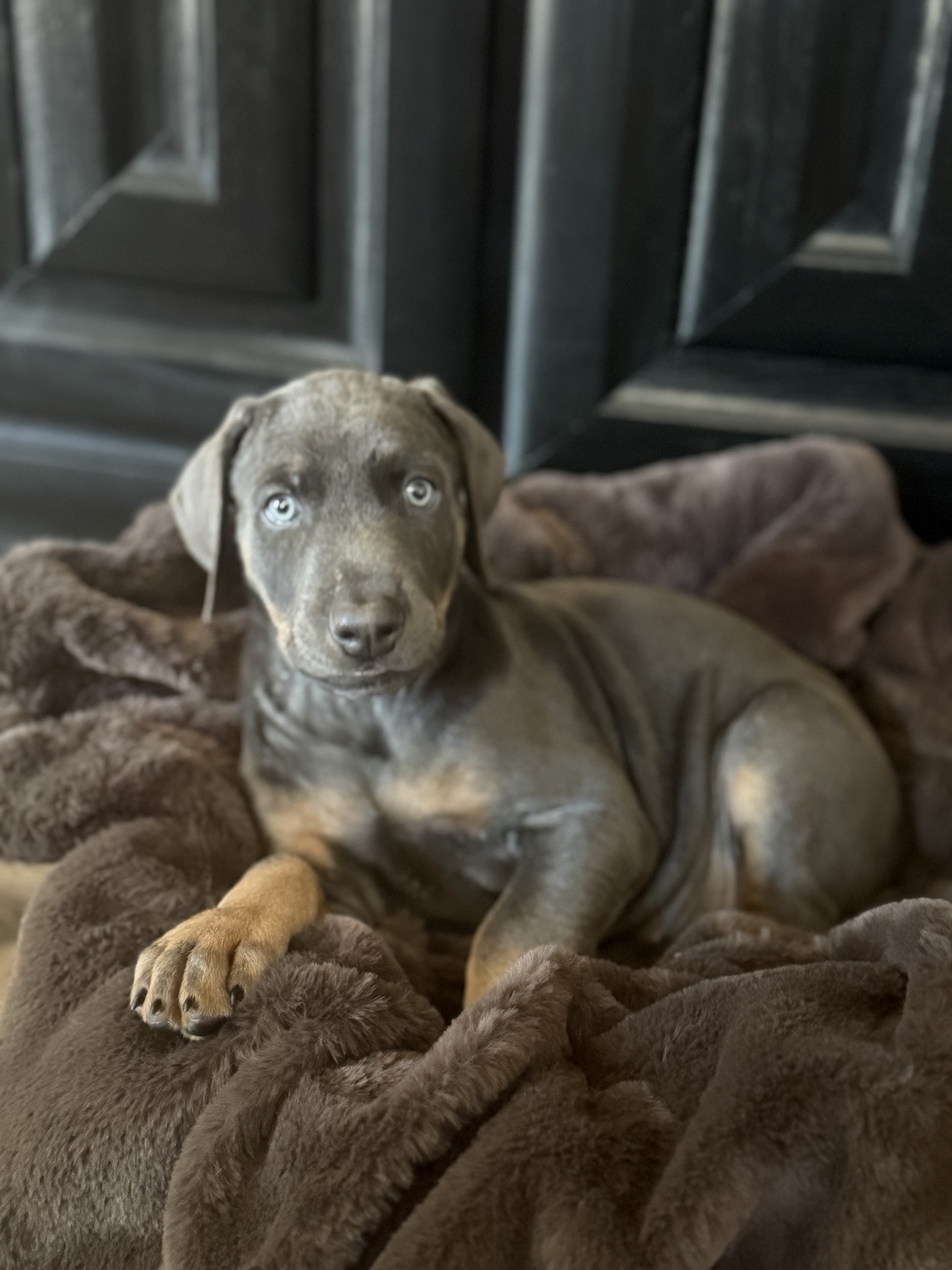Shadow as a young puppy shortly before go-home day