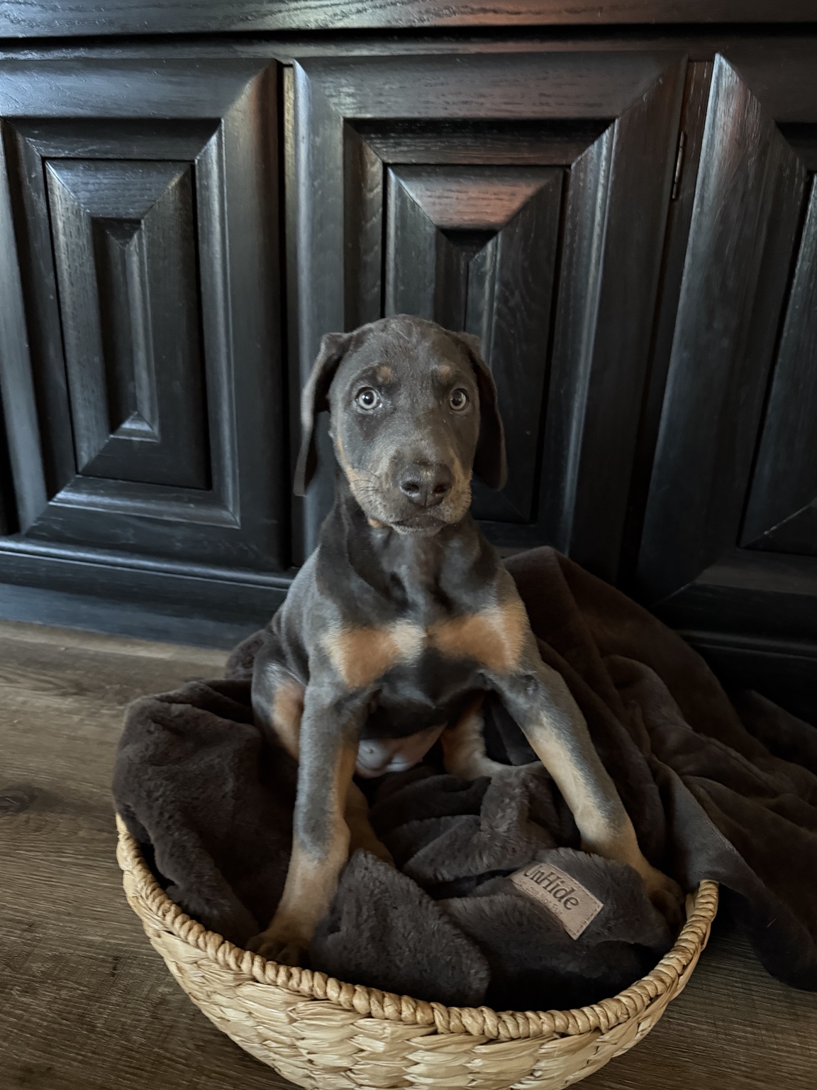 Violet as a young puppy shortly before go-home day