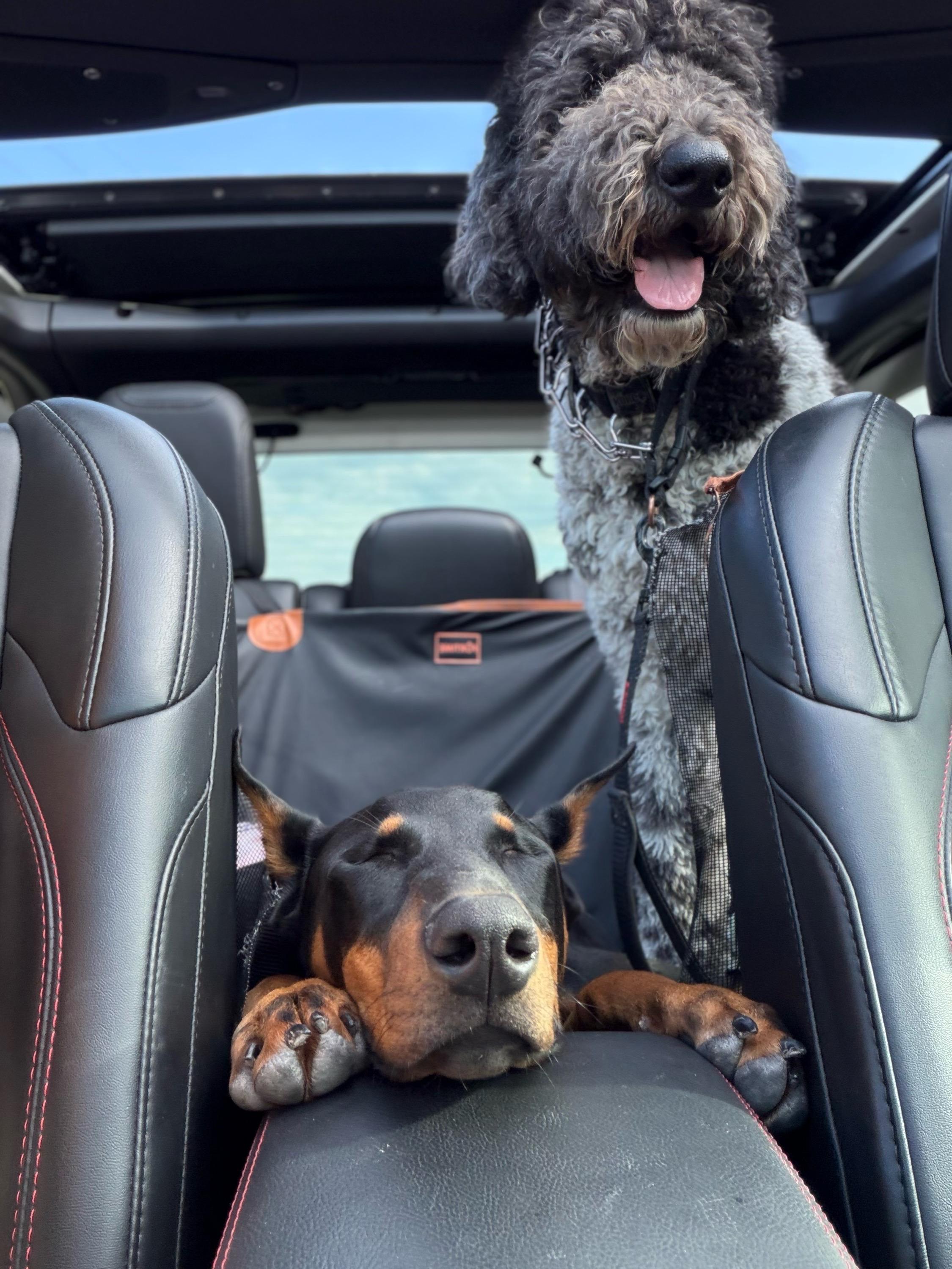 Bango resting in the car after daycare