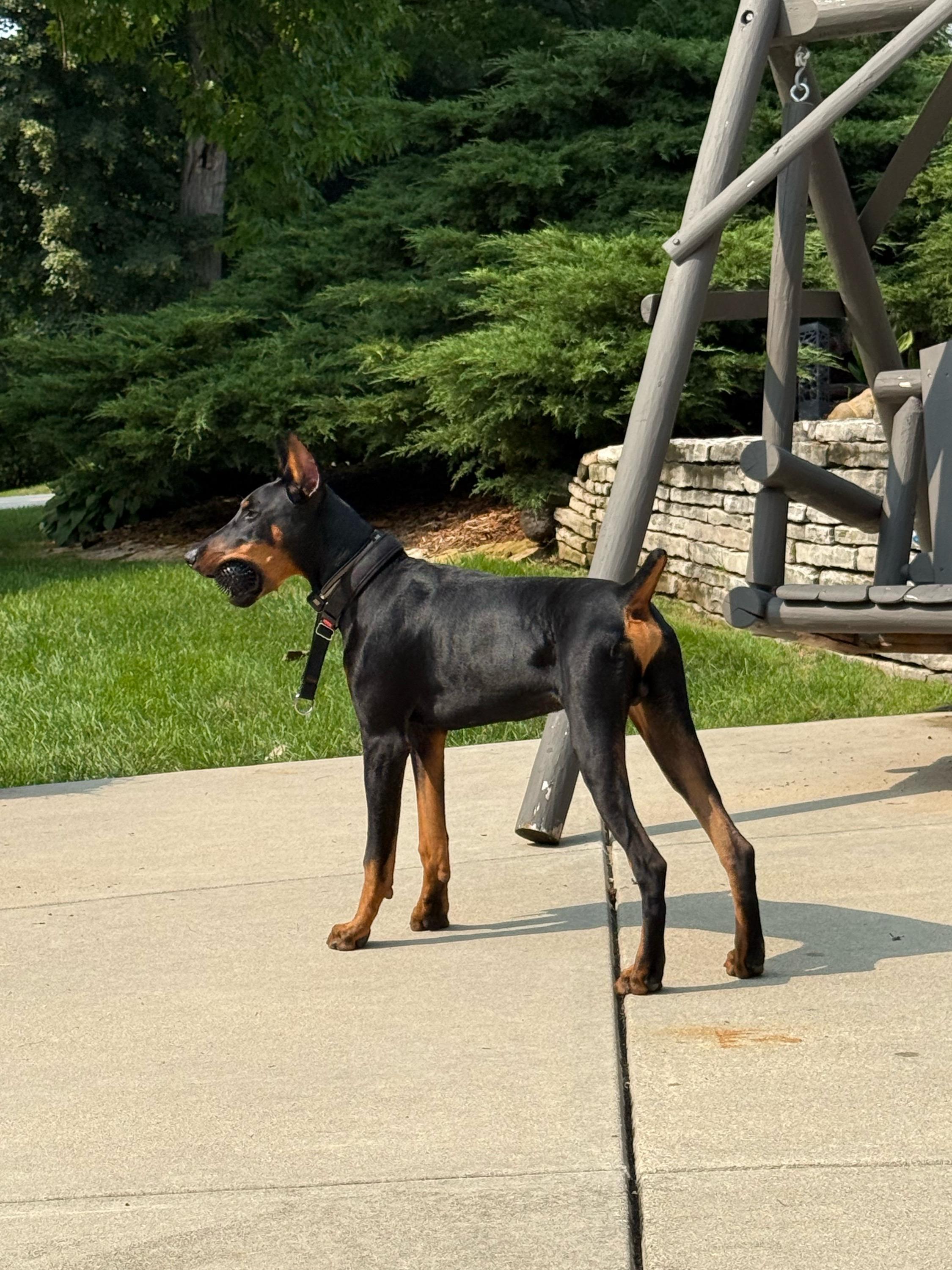 Bango standing confidently during a visit with Sophia
