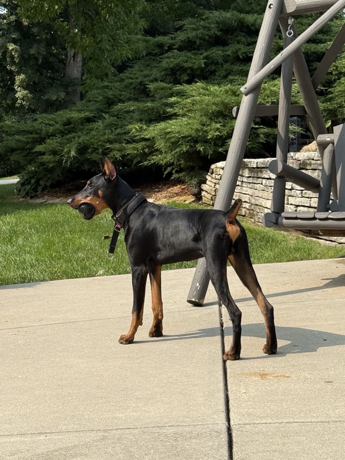 Bango standing alert in the yard