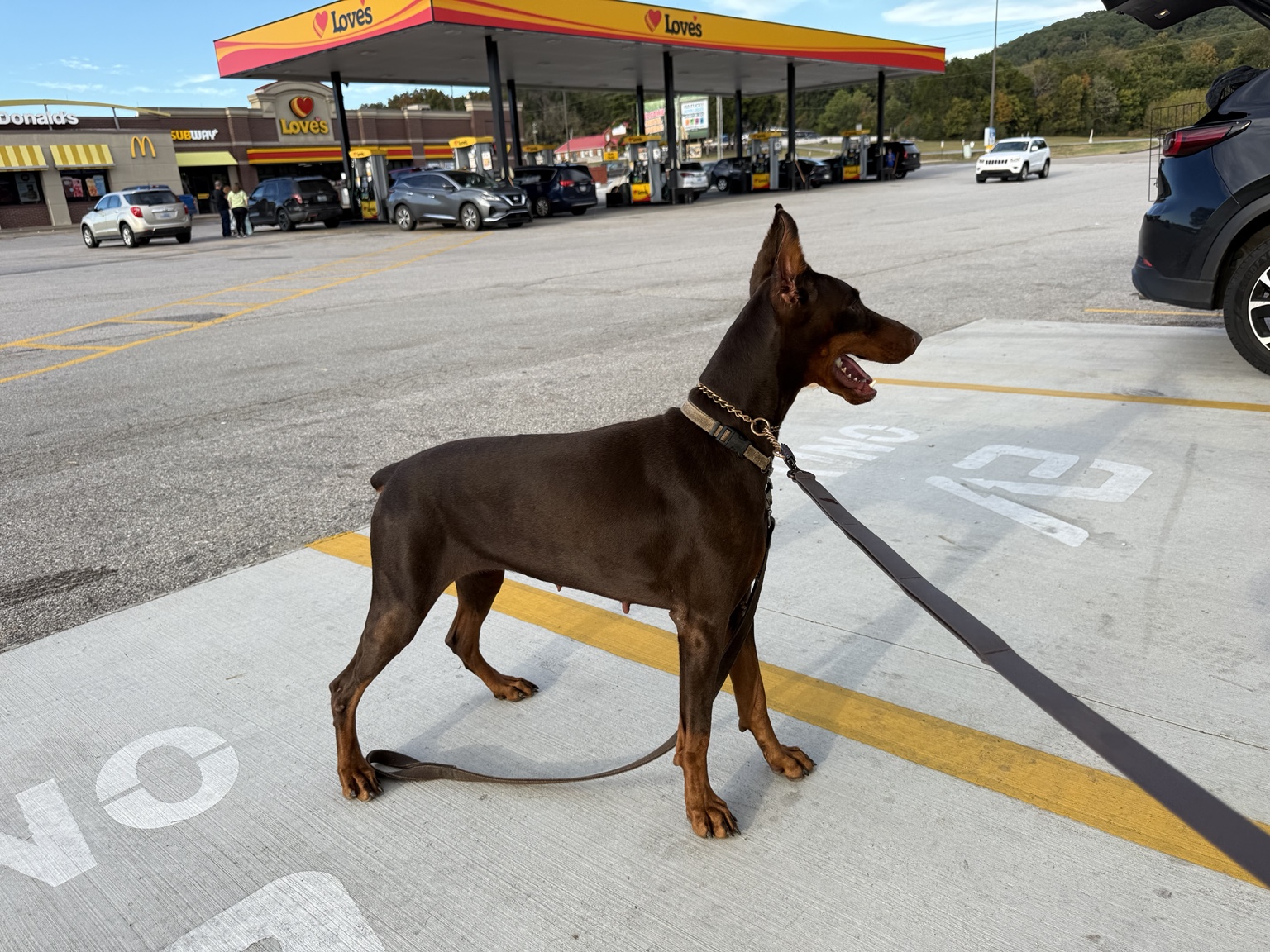 Dolce, a red and rust Doberman, standing outdoors in profile