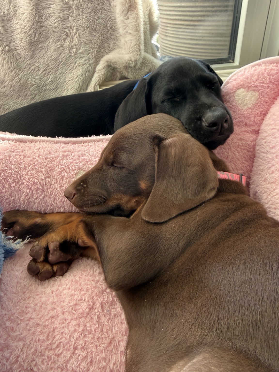 Coco and Gideon curled together for a nap
