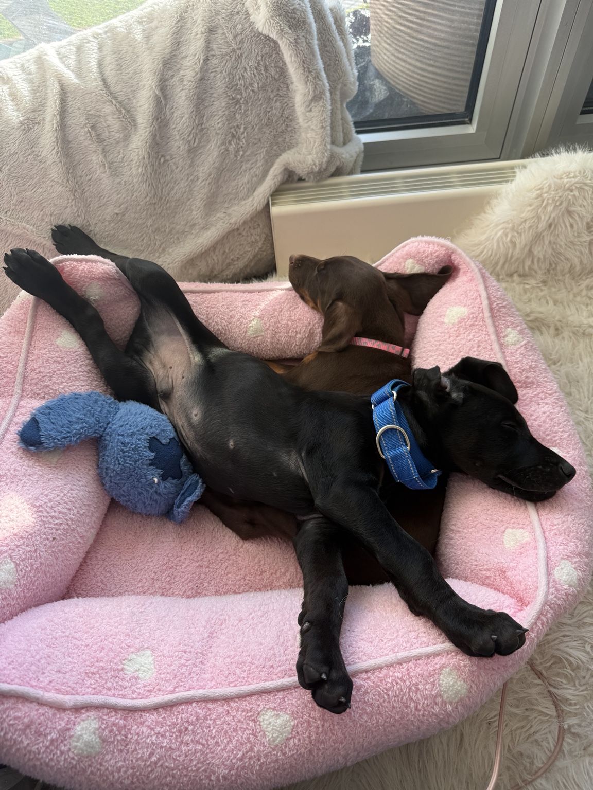 Coco and Gideon sleeping together in a soft puppy bed