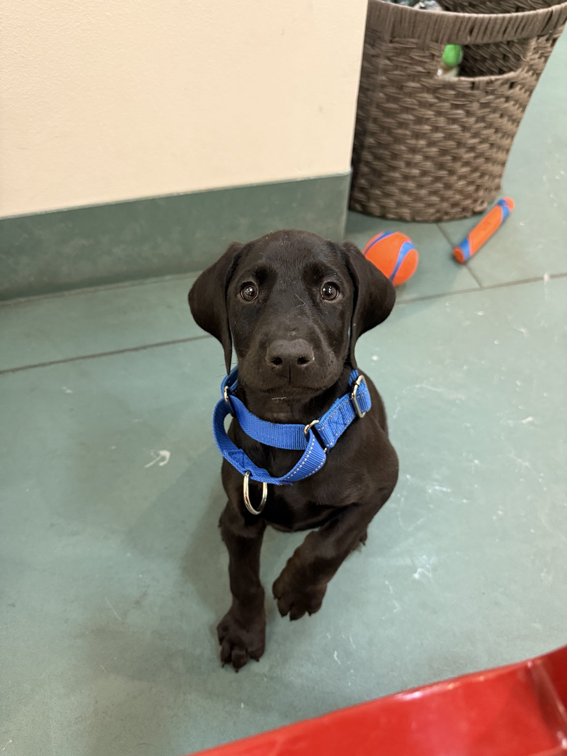 Gideon looking up while wearing his blue puppy collar