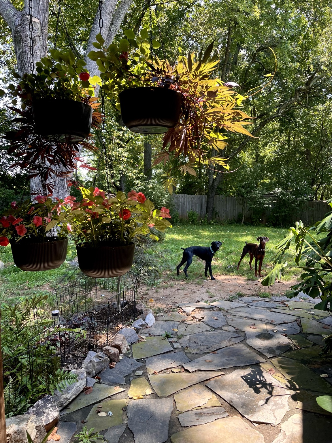 Gideon exploring a shaded garden with a Doberman companion