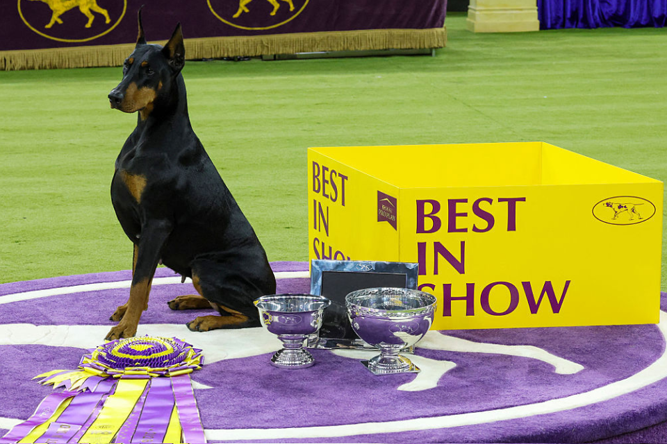 Penny posed with her 2026 Westminster Best in Show trophy