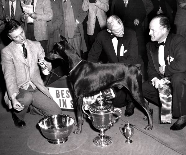 Rancho Dobe’s Storm with trophies after a Westminster win