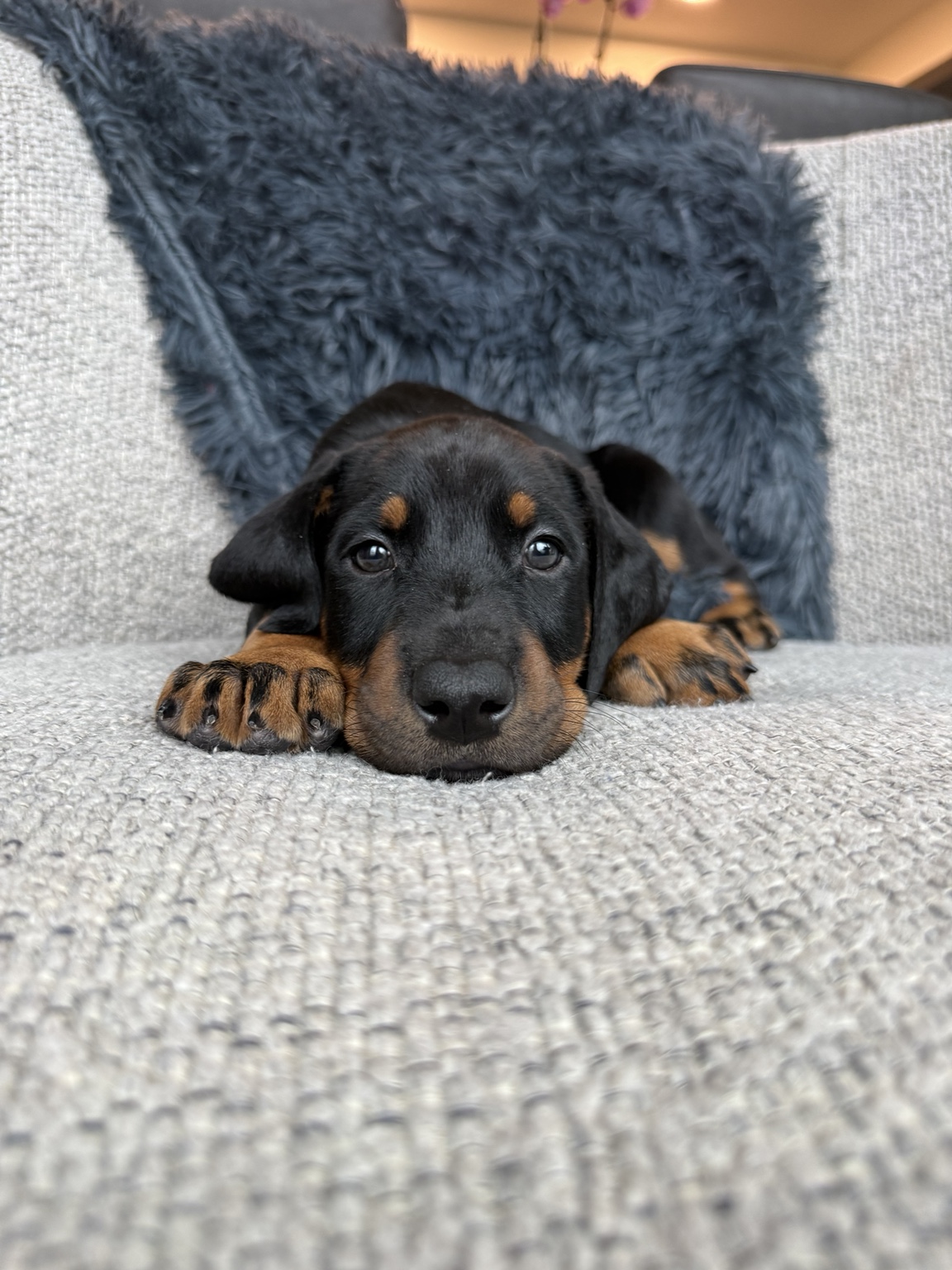 Bango as a young puppy shortly before go-home day