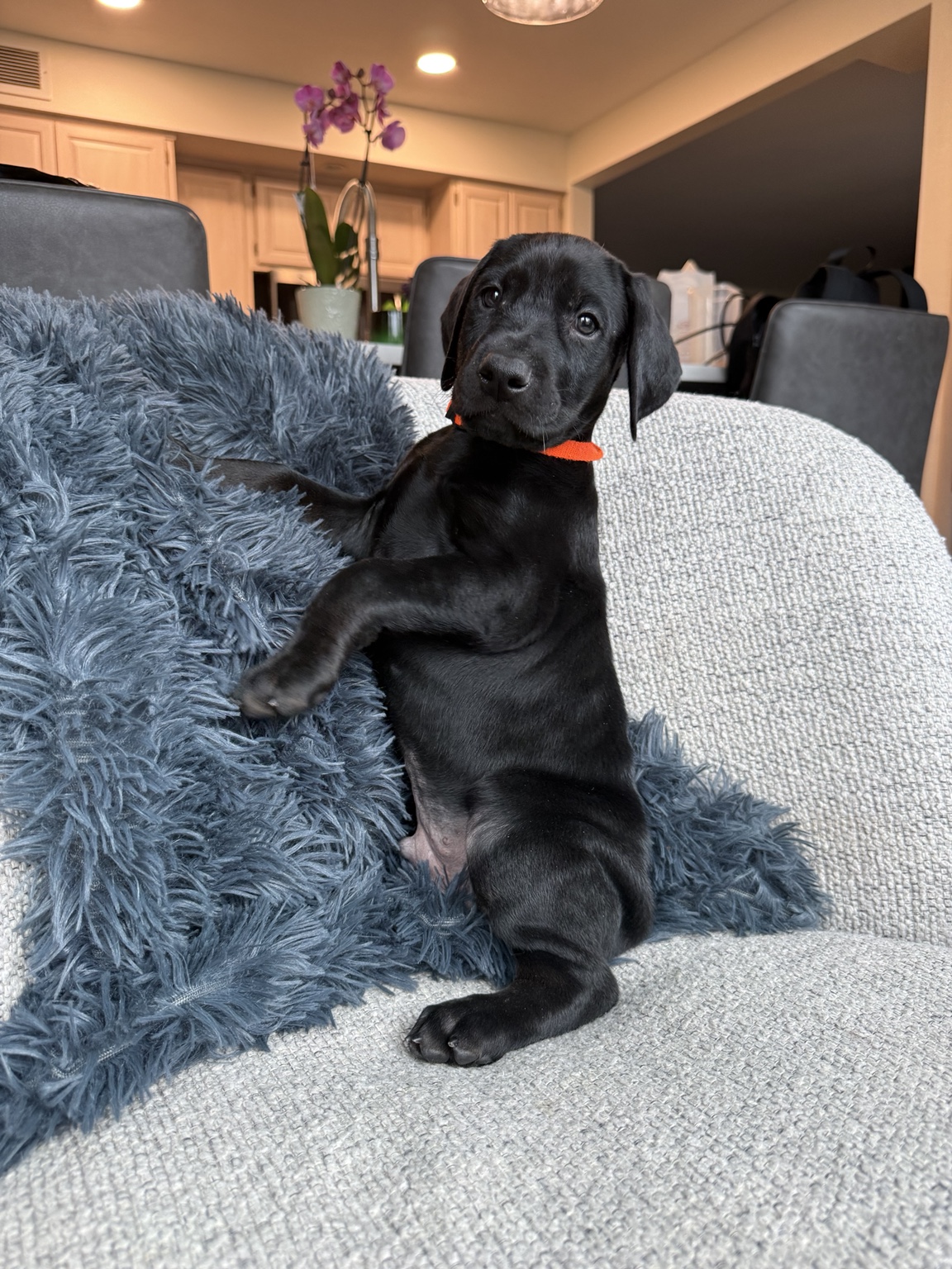 Bruce as a young puppy shortly before go-home day