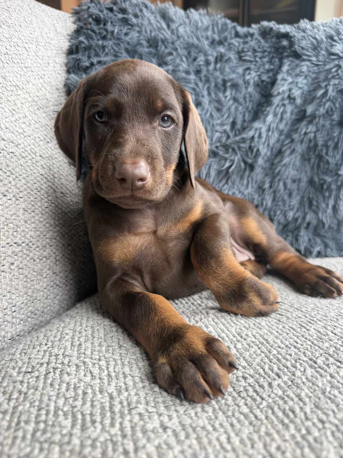Coco as a young puppy shortly before go-home day