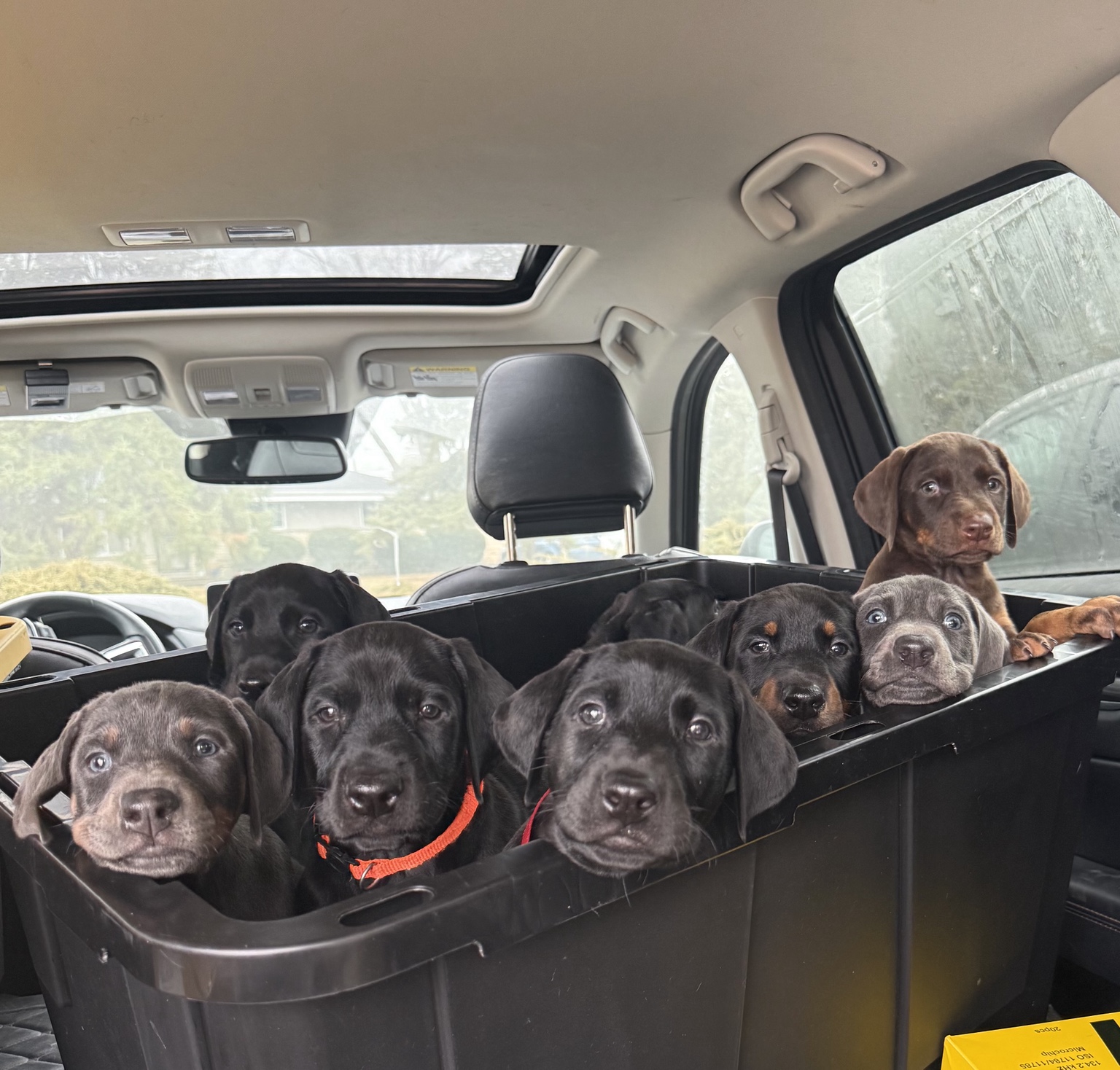 The Horizon puppies together inside their secure travel containment setup