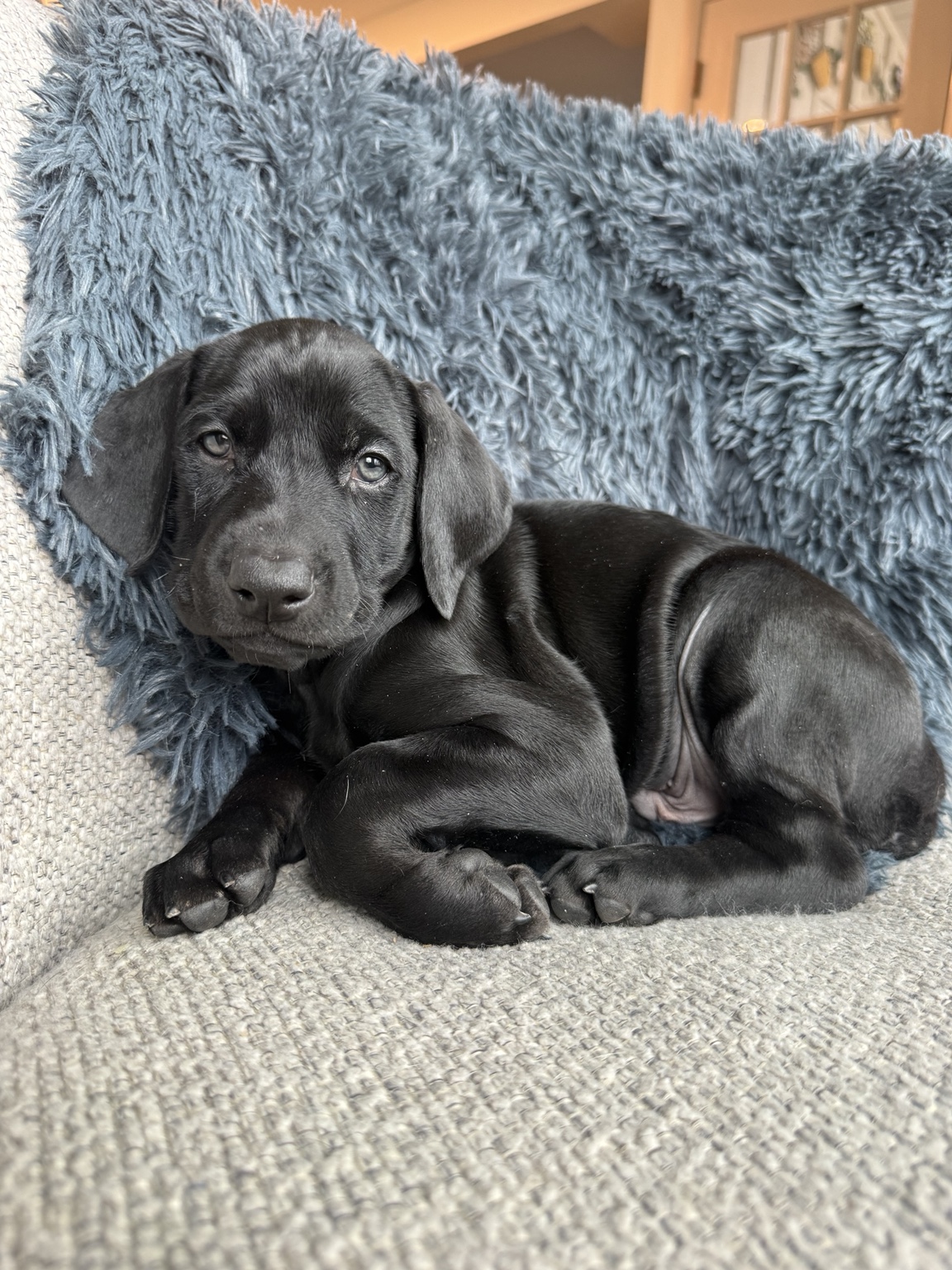 Gideon as a young puppy shortly before go-home day