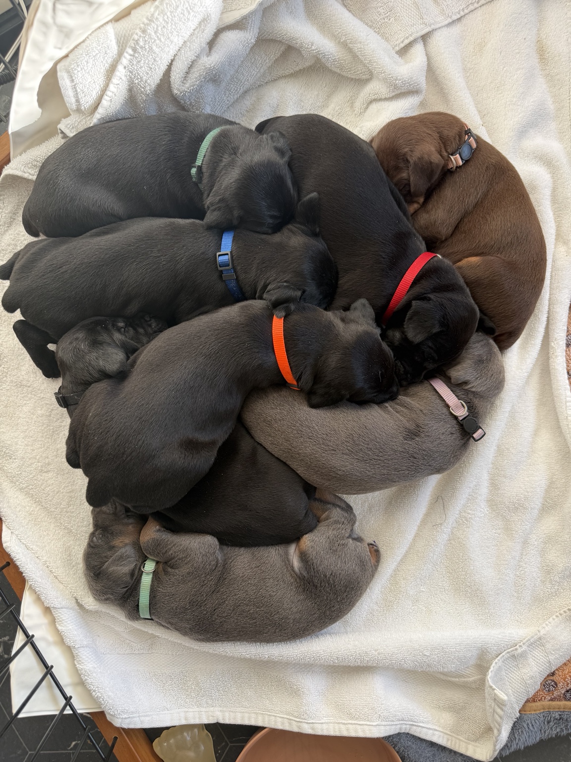 The newborn Horizon puppies sleeping together in a heart-shaped pile