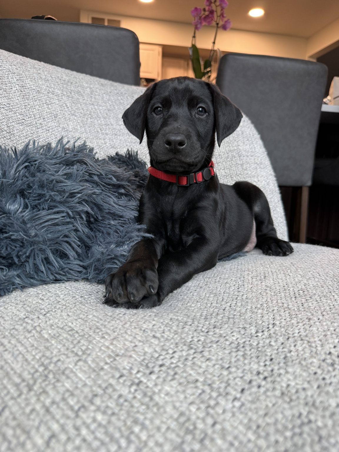 Jet as a young puppy shortly before go-home day