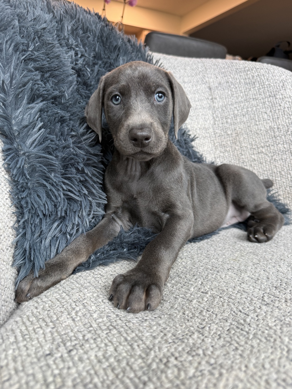 Kaida as a young puppy shortly before go-home day