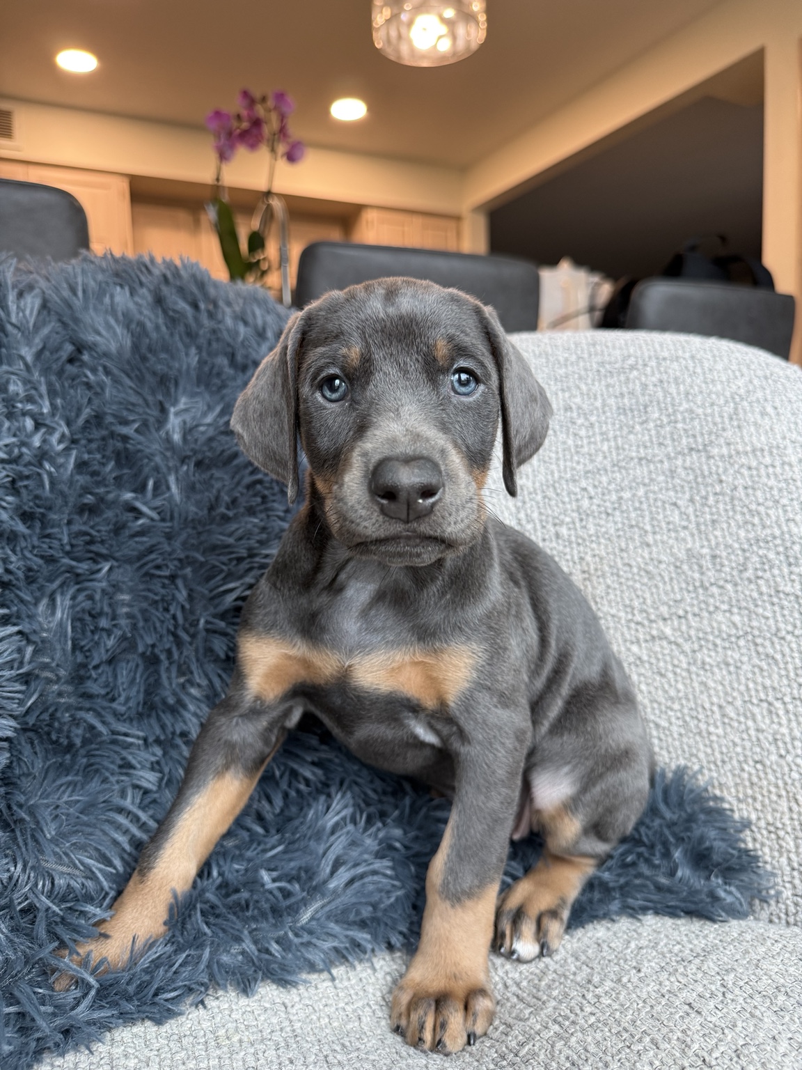 Leilani as a young puppy shortly before go-home day