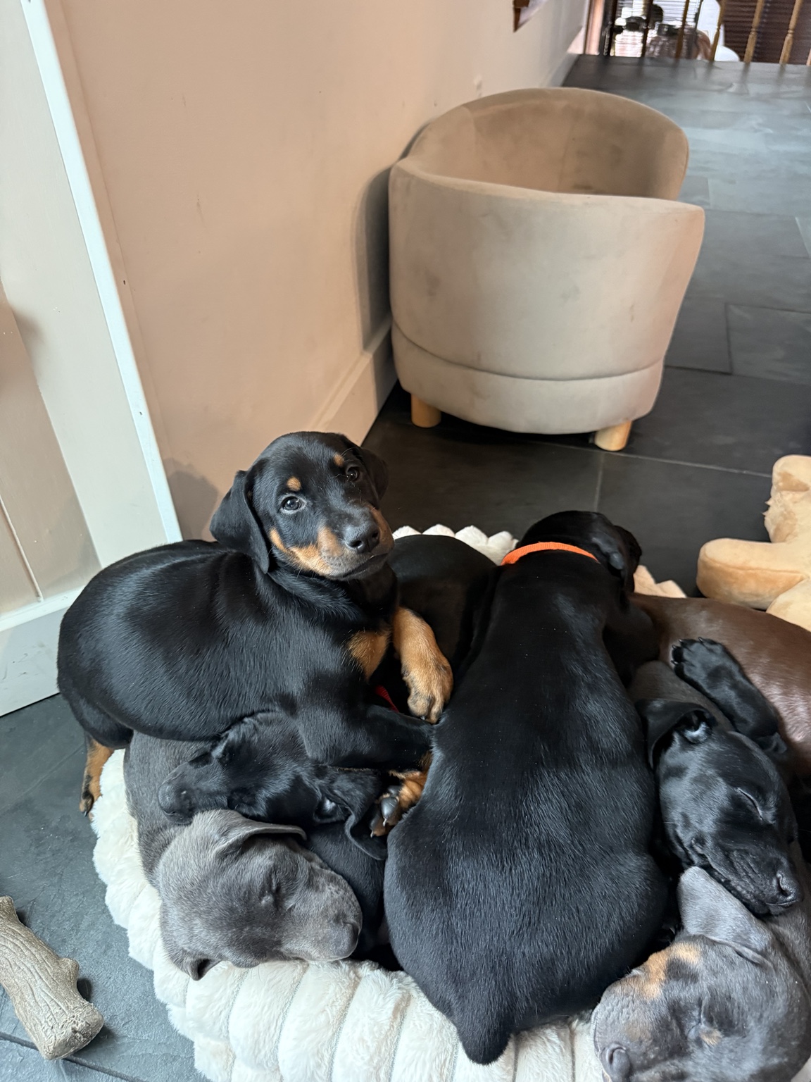 The Horizon puppies piled together with one puppy awake and looking up