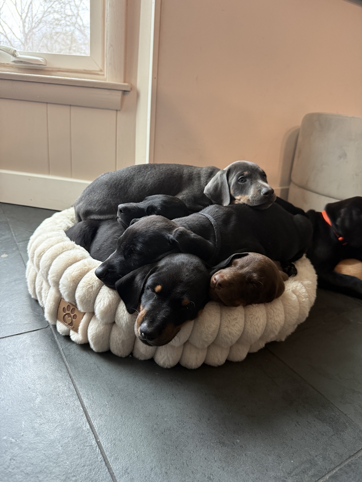 The Horizon puppies sleeping together in a round cream bed
