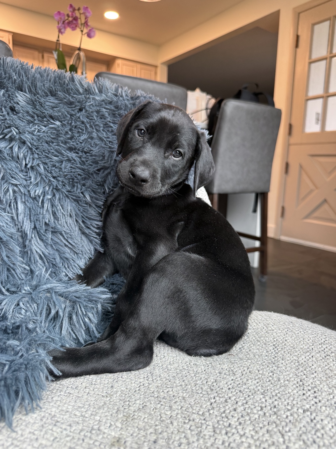 Ruger as a young puppy shortly before go-home day