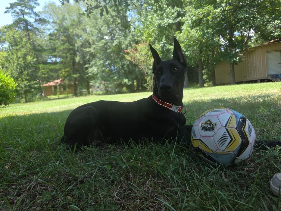 Jet relaxing in the grass beside his favorite soccer ball