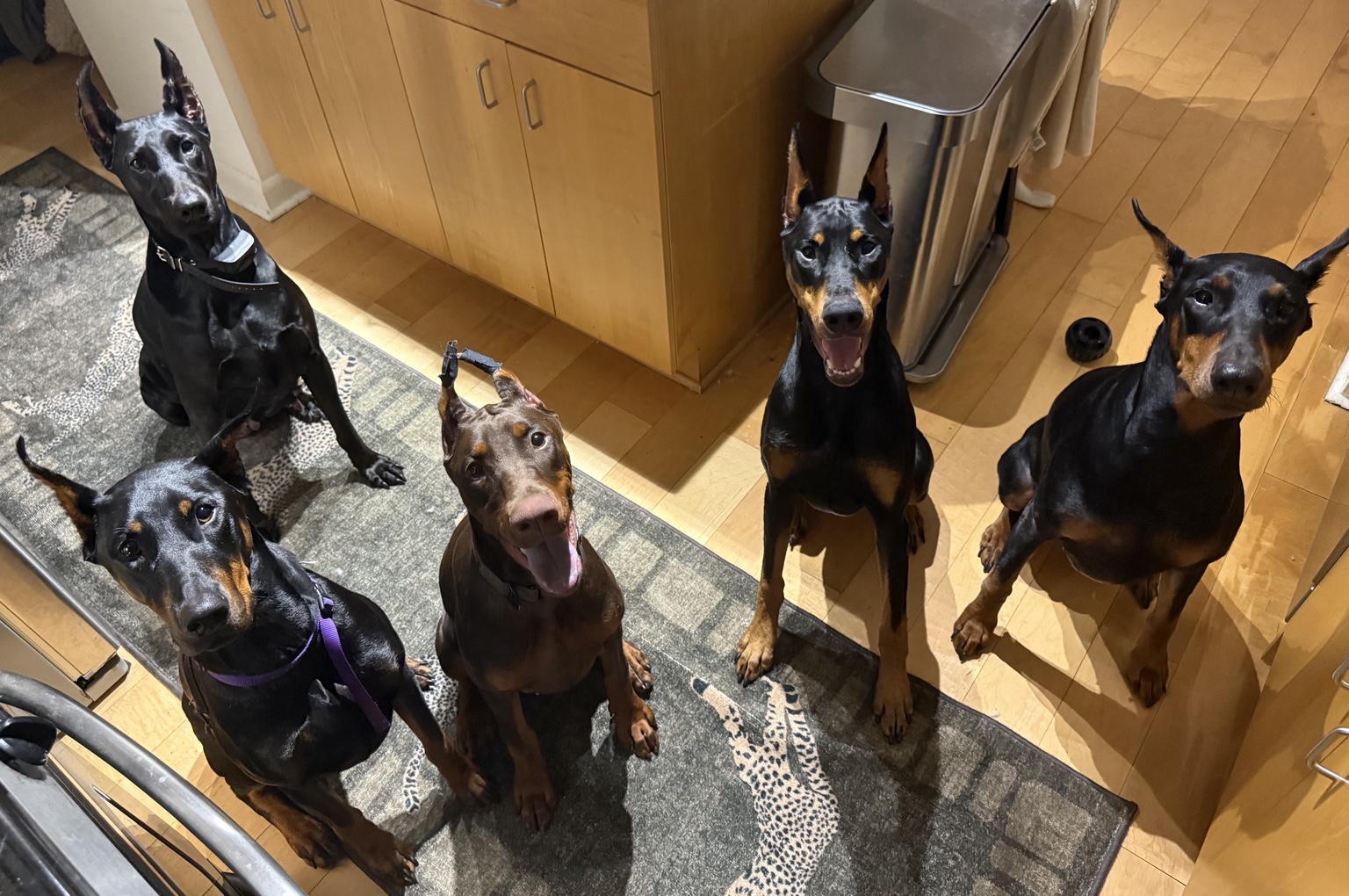 Kaia sitting with the Haus of Hound Dobermans during a boarding weekend
