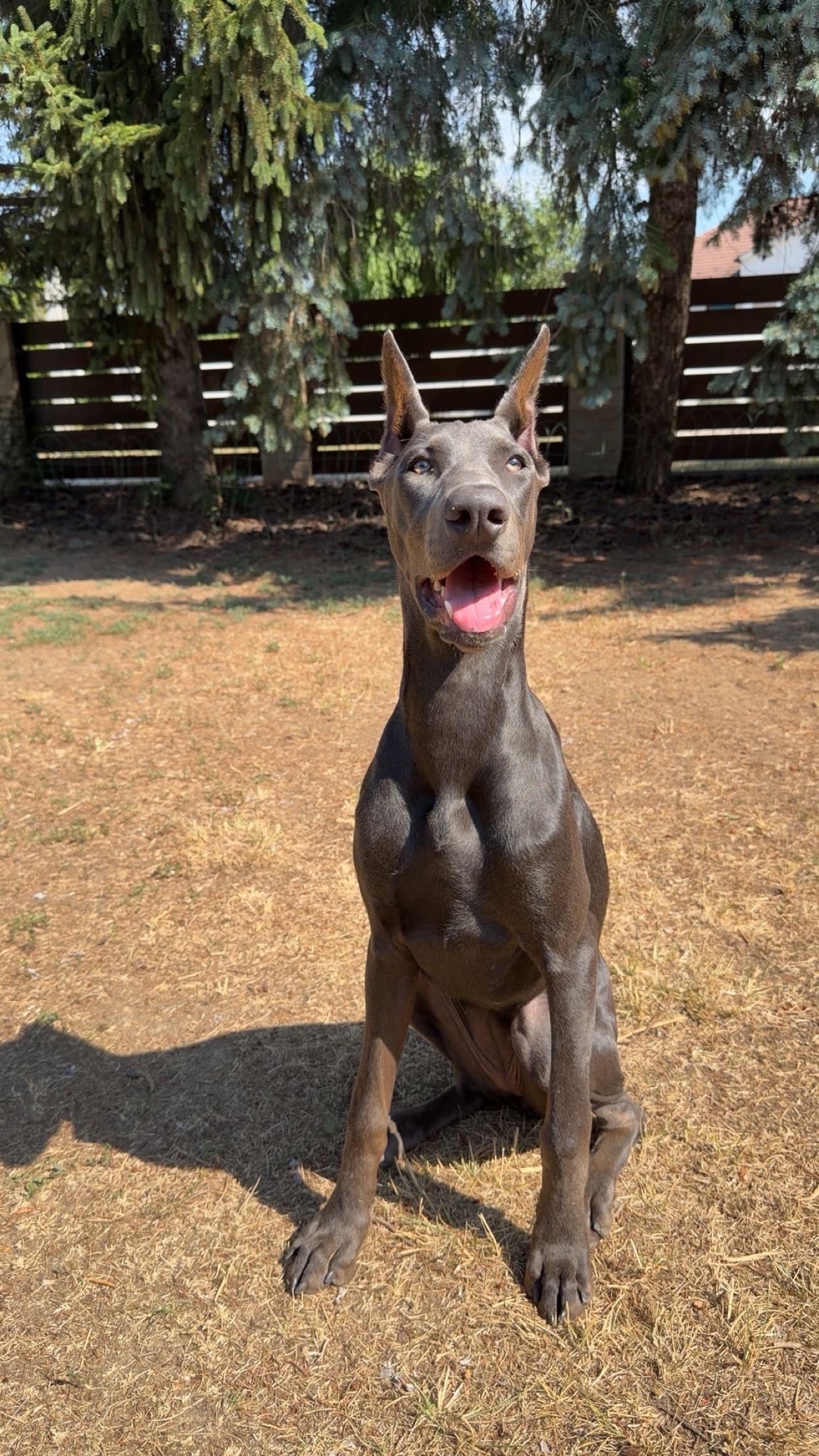 Kaida sitting attentively in the garden