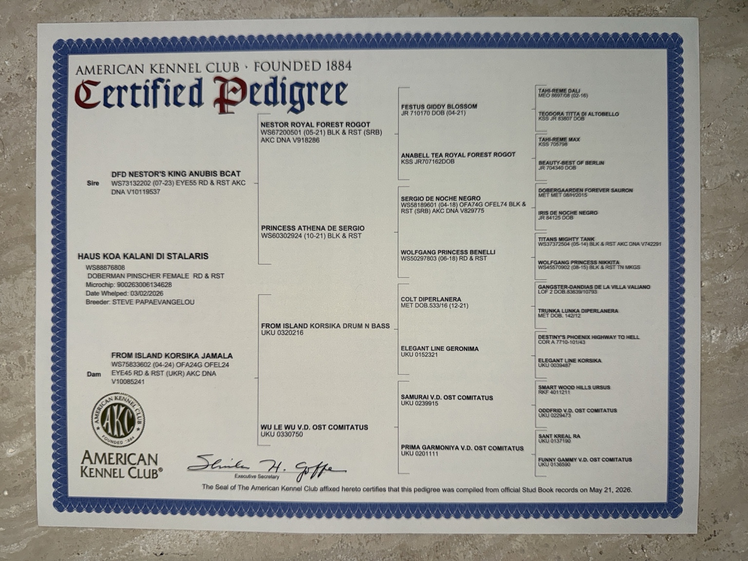 AKC certified four-generation pedigree for Haus Koa Kalani Di Stalaris