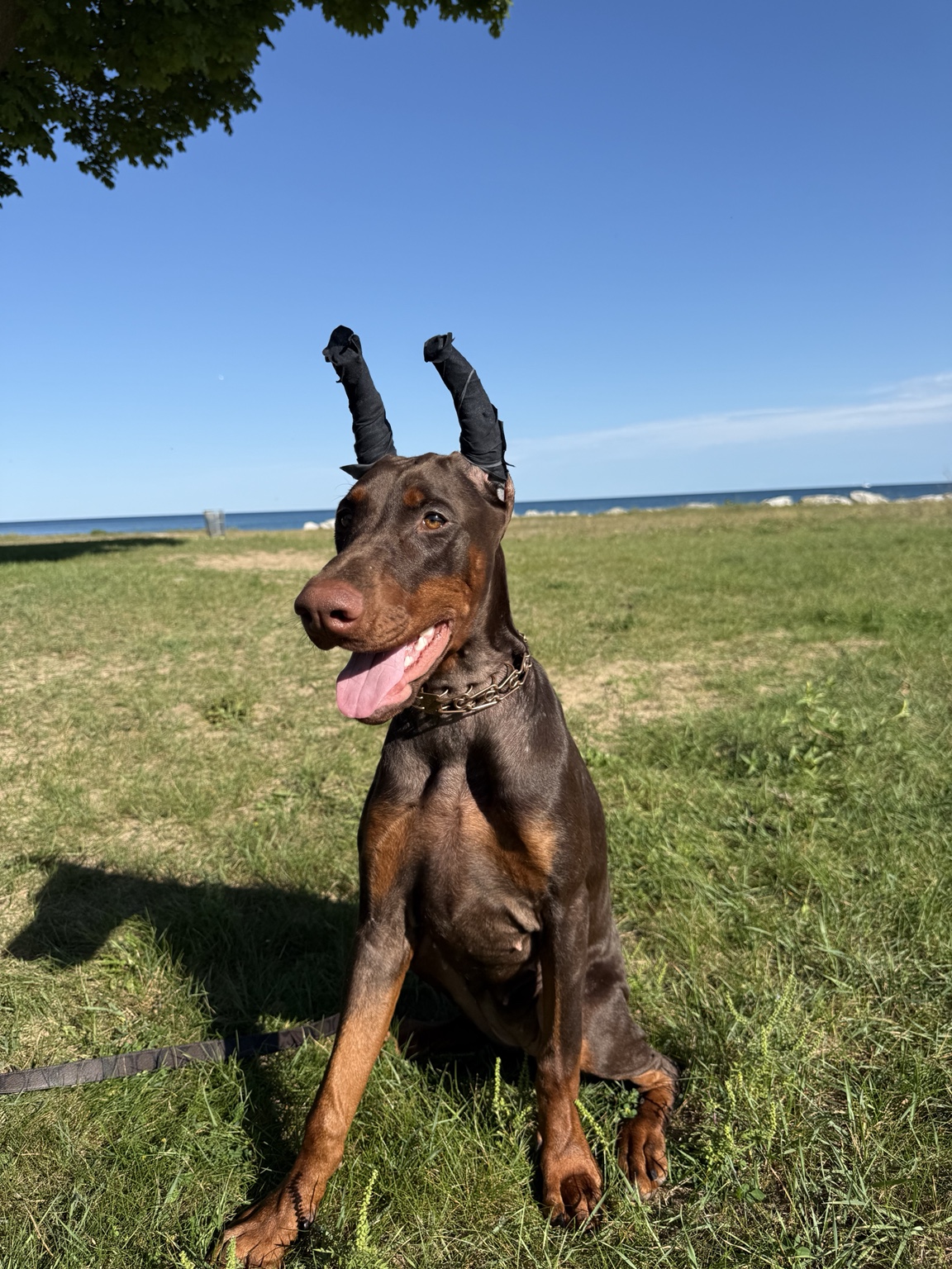 Kalani sitting in the grass beside Lake Michigan
