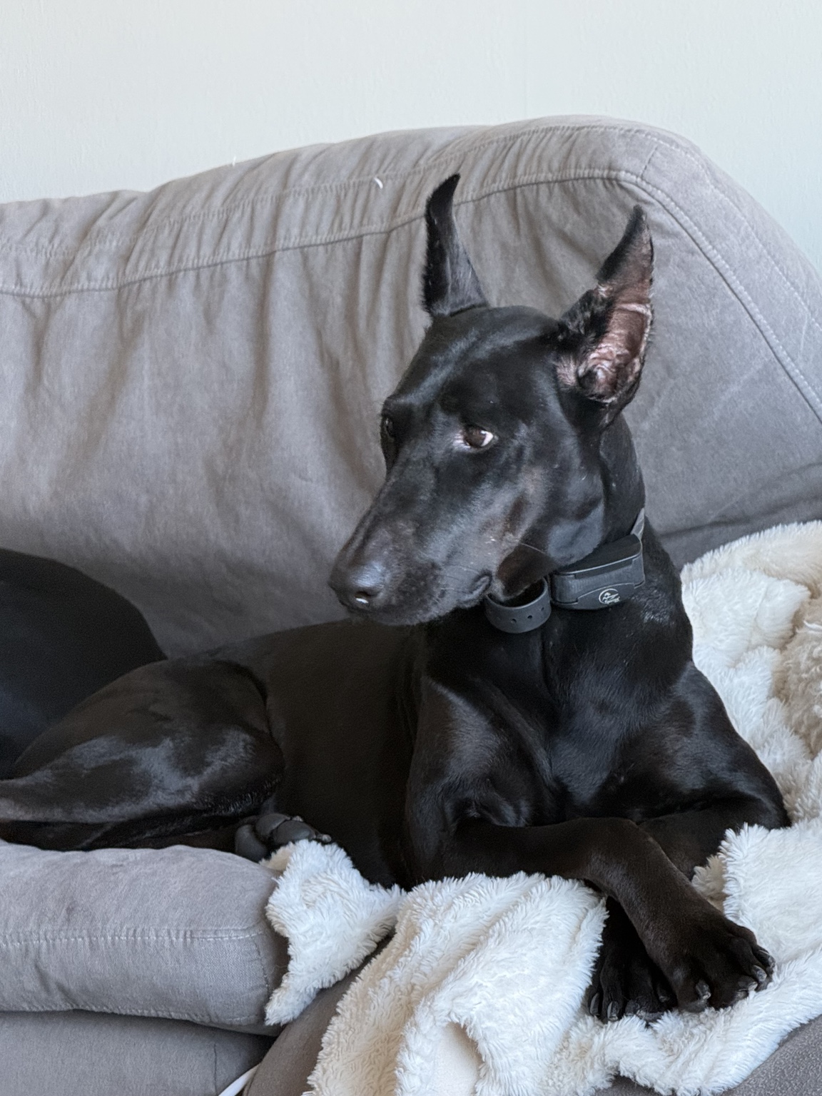 Karma relaxing with crossed paws on the couch