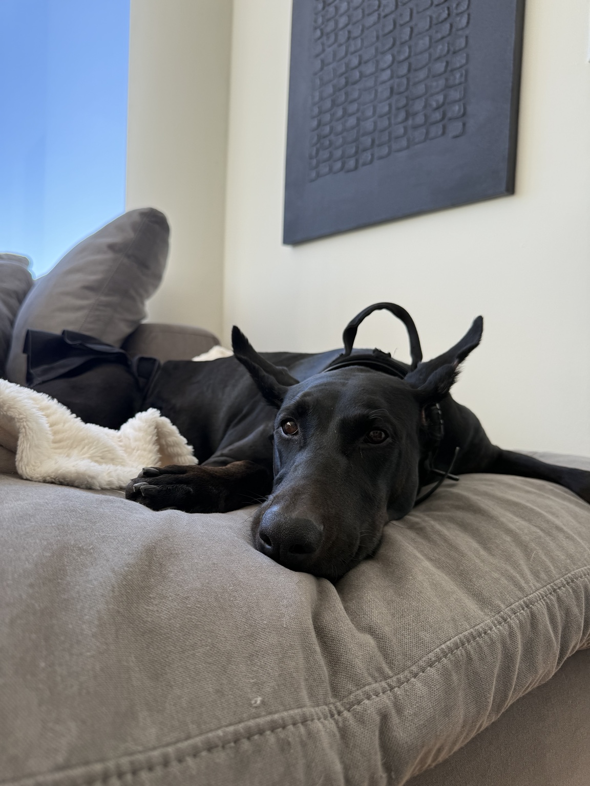 Karma resting on the couch with headphones draped over her ears