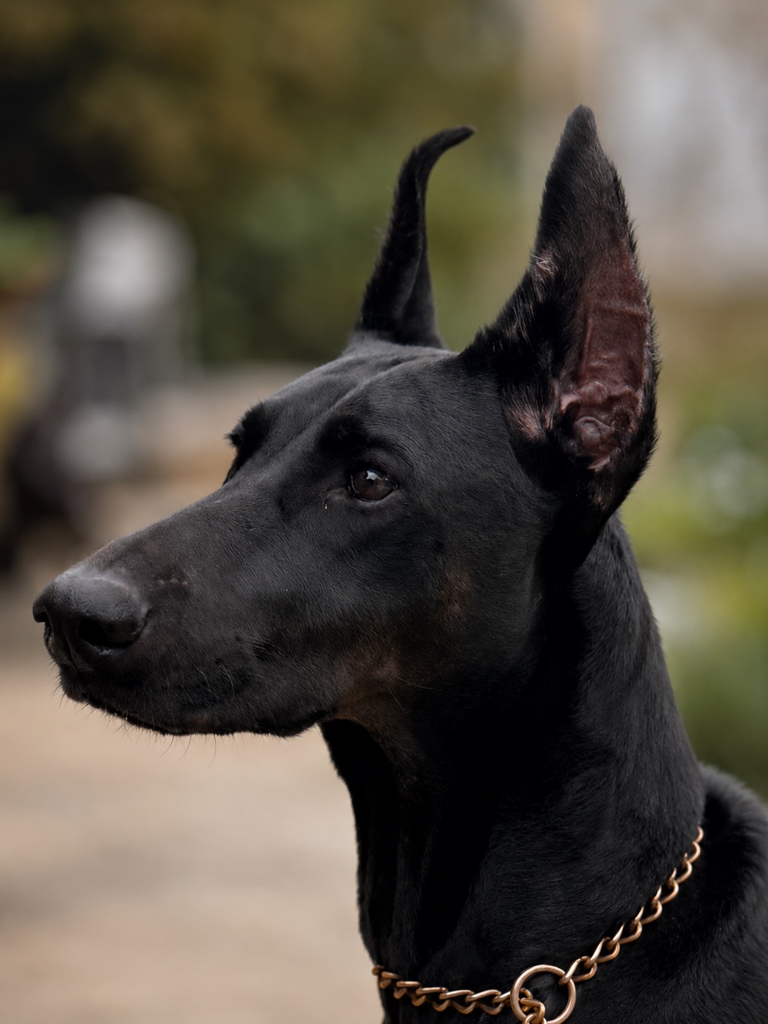Close portrait of Karma, a black Doberman at Haus of Hound