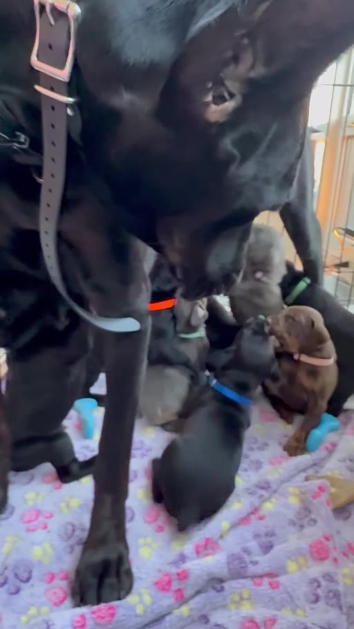 Karma spending time with the Horizon puppies