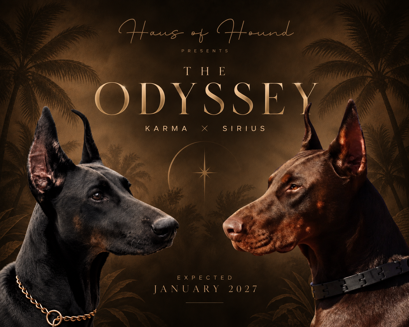 Haus of Hound presents The Odyssey, a planned litter from Karma and Sirius expected January 2027