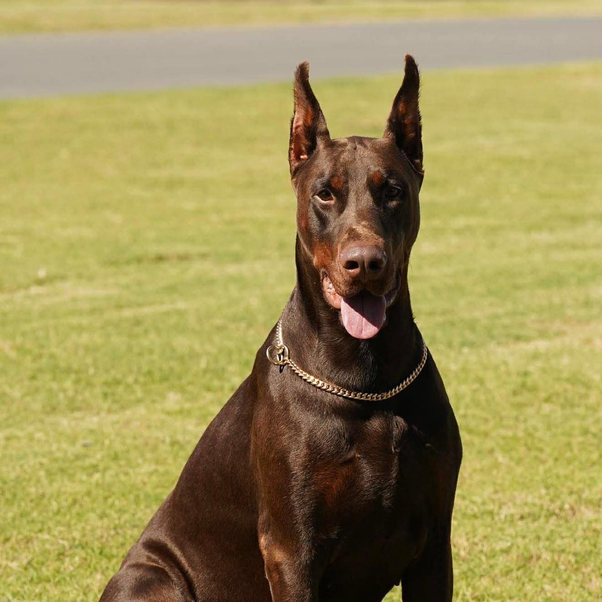 Portrait of Sirius standing outdoors