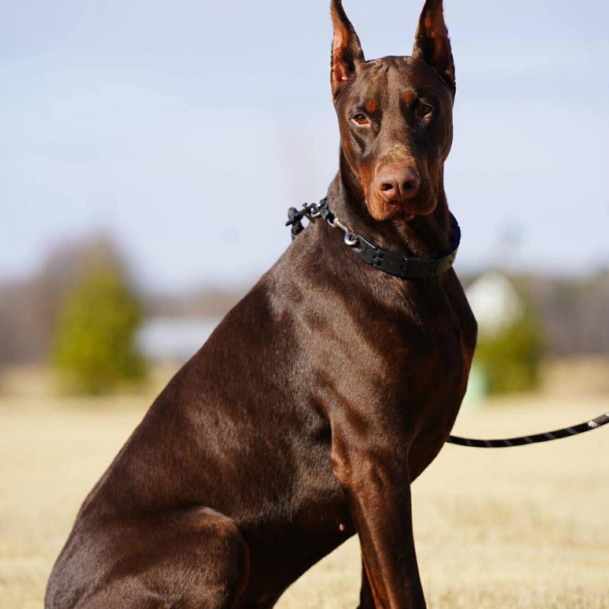 Sirius, the sire of the planned Winter 2027 litter