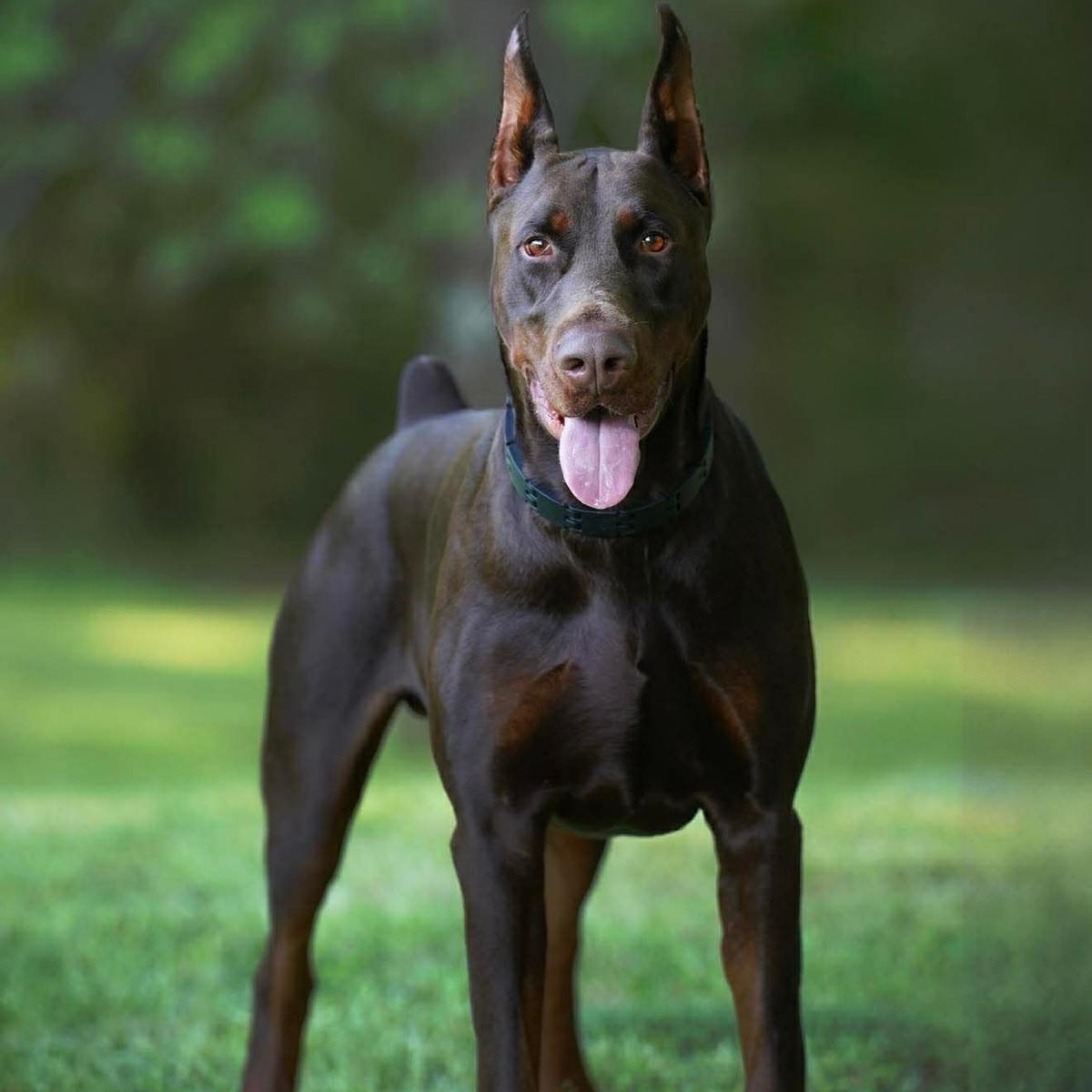 Full-body portrait of Sirius outdoors