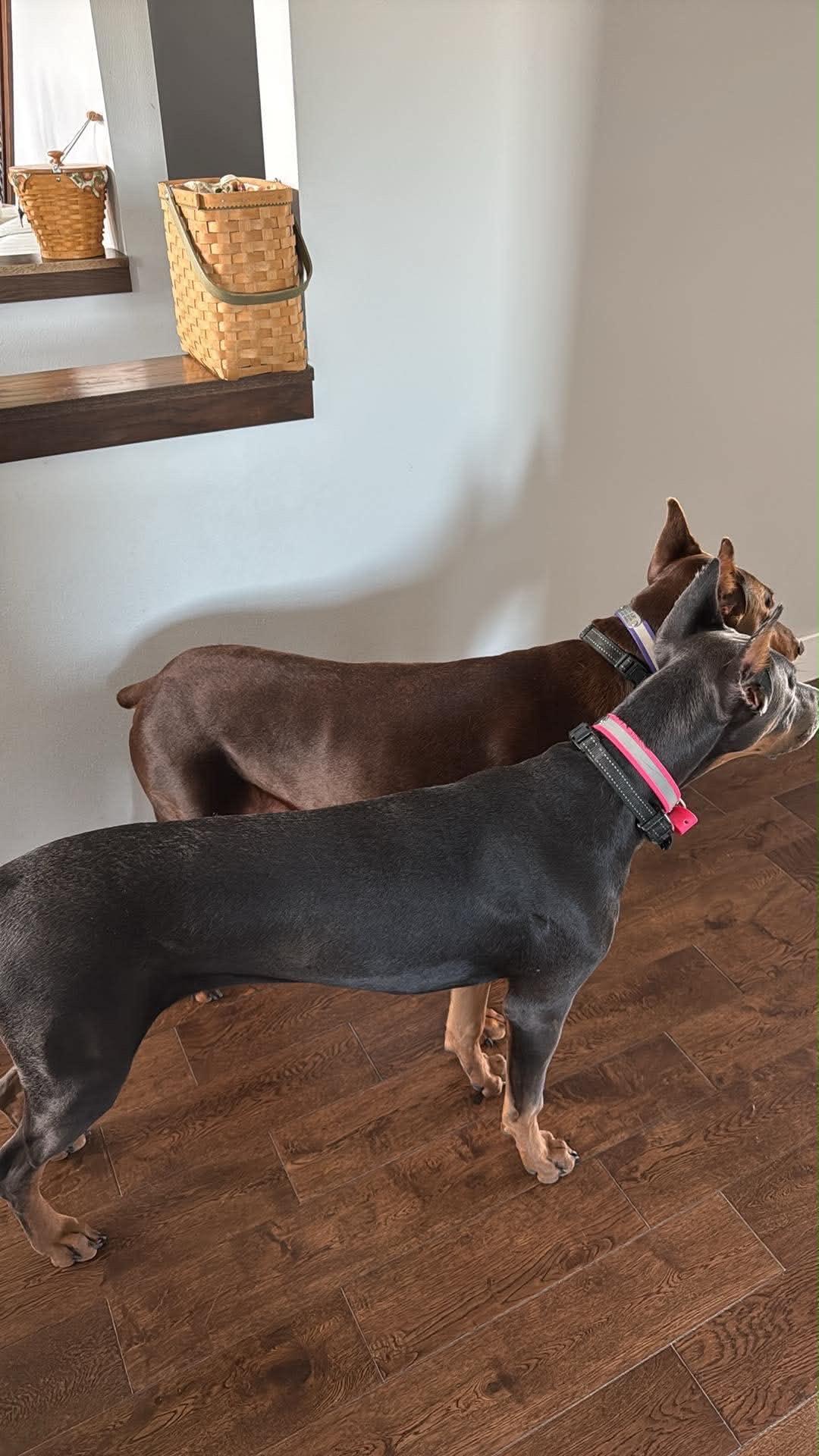 Violet standing beside her red Doberman sister before a boat trip