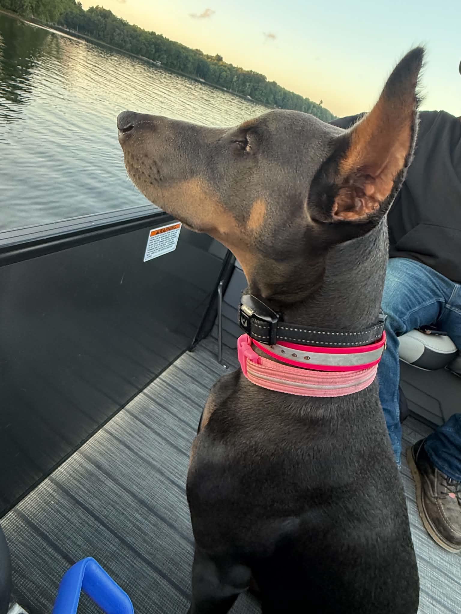 Violet enjoying the breeze during her first boat trip