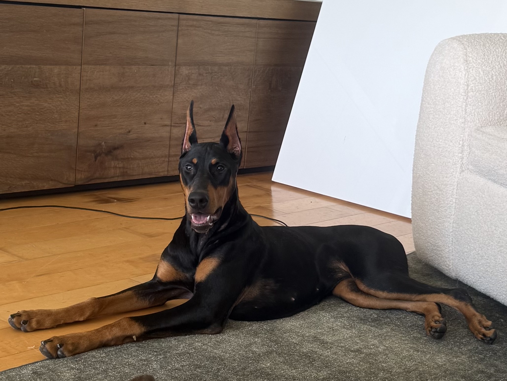 Xena relaxing beside her family at home