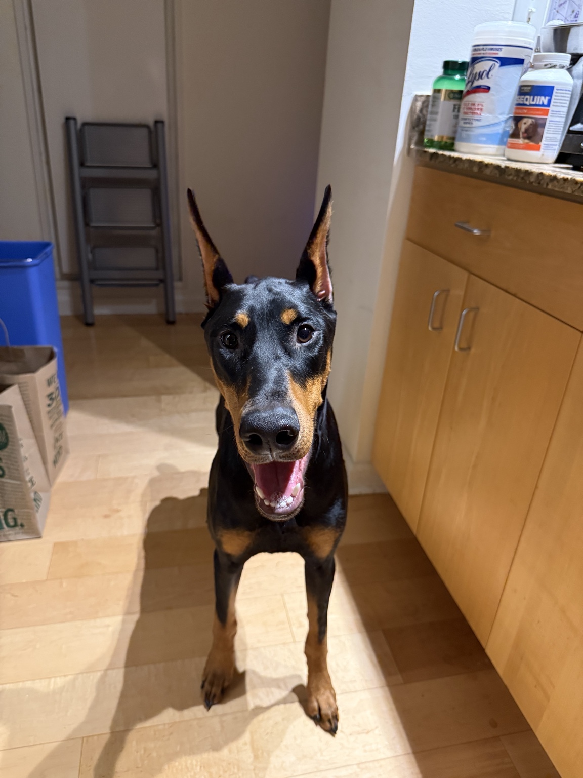 Xena standing in the kitchen with a bright, happy expression