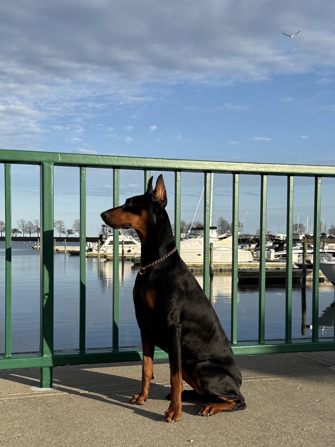 Zara seated in profile beside a green railing overlooking a marina